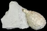 Cystoid (Holocystites) Fossil In Rock - Indiana #136978-1